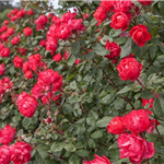 CHERRY BONICA (shrub)